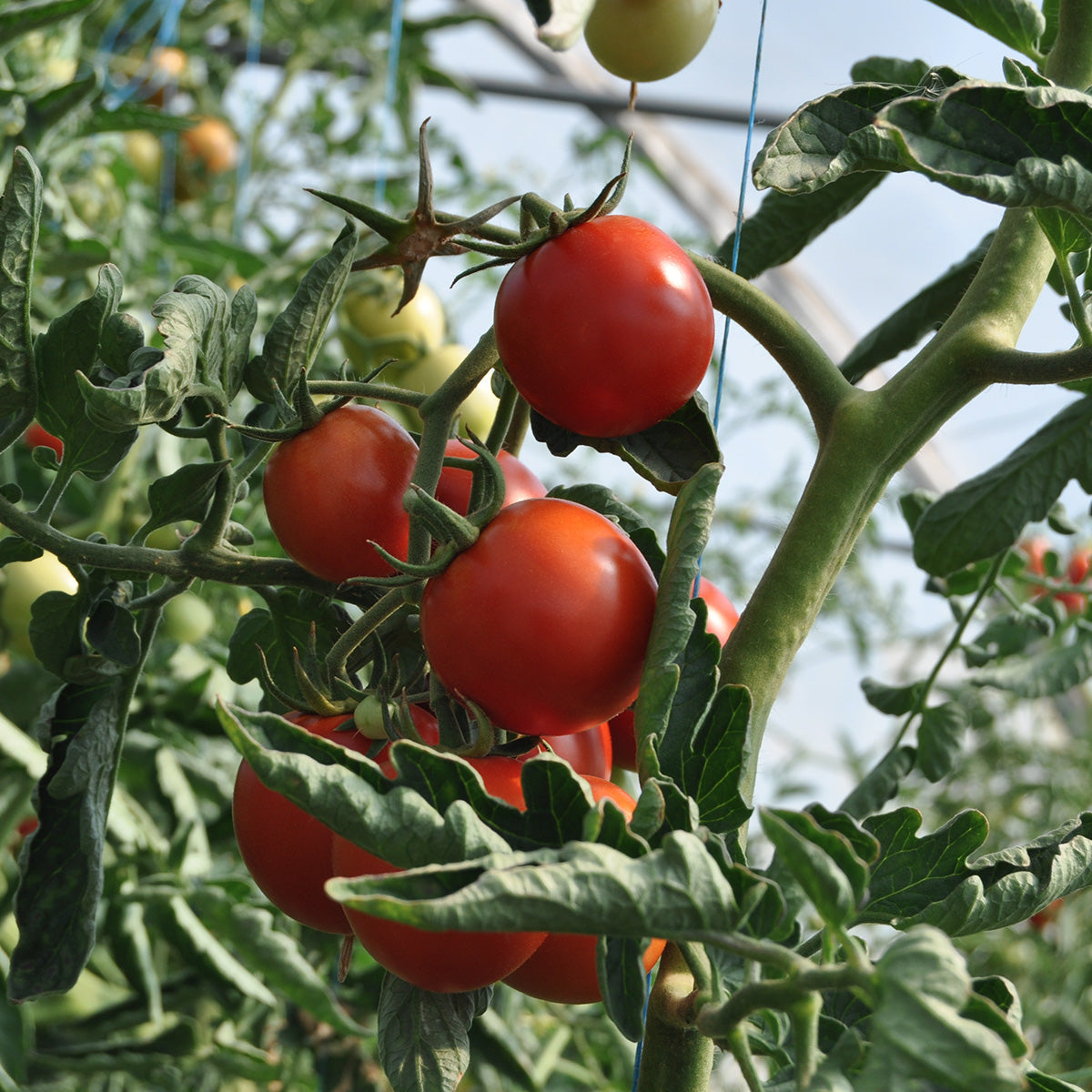 Naturdünger inkl. Brennnessel für Tomaten-, Gemüse- und Hochbeete 1 Liter
